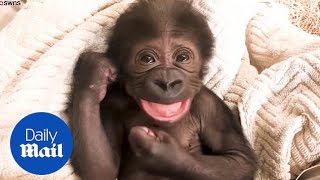 Playful baby gorilla laughs and cuddles with its surrogate mother [upl. by Grimaldi]