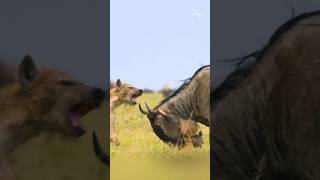 A Mothers Fierce Defense Wildebeest Calf Saved from a Hyenas Grasp [upl. by Gnouc]