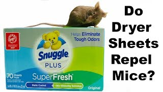 Do Dryer Sheets Repel Mice amp Rats Mousetrap Monday [upl. by Primaveria]