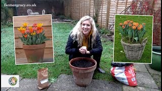 How to plant Tulips bulbs in a pot or container  FarmerGracycouk [upl. by Eiblehs]