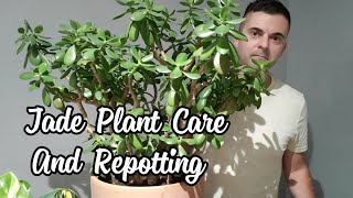 Jade Plant Care  Repotting My Huge Jade [upl. by Alket528]