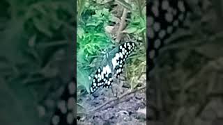 butterfly 🦋 agriculturekiduniya nature floriculture garden shorts ytshorts [upl. by Onitnevuj]