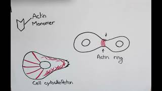 Actin motility in Listeria [upl. by Medrek703]