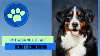 Berner Sennenhund [upl. by Notsgnal553]