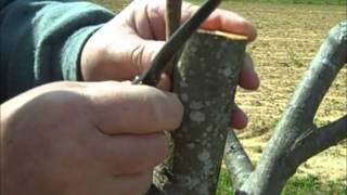 Pecan Inlay Grafting Technique [upl. by Weeks346]