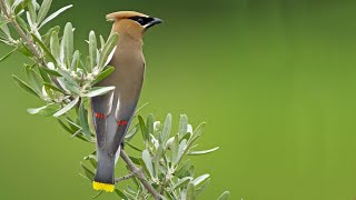 Cedar Waxwings Eating Berries [upl. by Stearne]