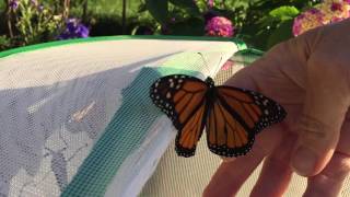 Releasing 12 Monarch Butterflies [upl. by Subak]