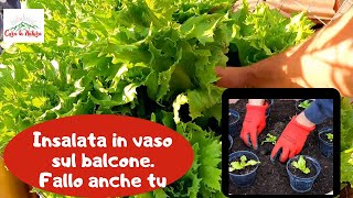 Insalata in Vaso Come coltivare la lattuga sul balcone passo passo [upl. by Leuams222]