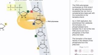 RNA synthesis Animation [upl. by Gabel]