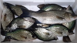 Central Florida Crappie Fishing [upl. by Fem]