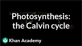 Photosynthesis Calvin Cycle [upl. by Farro]