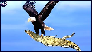 12 Craziest Eagle Attacks Ever Filmed [upl. by Jerol472]