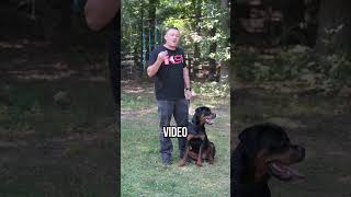 Stop Chasing Fix Your Dogs Recall FAST [upl. by Ciredec82]