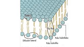 Propiedades de la membrana plasmatica Fluidez [upl. by Meeka411]