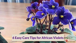 EASY tips for African Violet Care [upl. by Kesia]