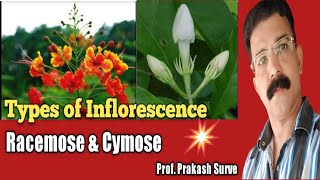 Types of inflorescence  Racemose amp Cymose  Class 11 Biology Practical  By Prof Prakash Surve [upl. by Ahsiema610]