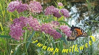 Swamp milkweed  the Monarch plant [upl. by Ahsaei]