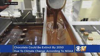 Scientists Say Climate Change May Make Chocolate Extinct By 2050 [upl. by Razid]