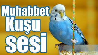 muhabbet kuşu sesi çıldırtan muhabbet kuşu sesleri youtube [upl. by Dunc]