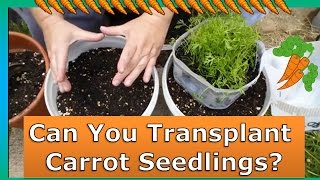 How To Transplant Carrots Grown in Mini Greenhouses [upl. by Elonore833]