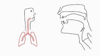 Phonetics Articulation [upl. by Longwood7]