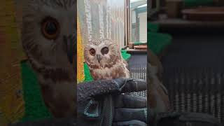 Small Owl at the Alaska Raptor Center Tootsie Northern Sawwhet Owl [upl. by Leira]