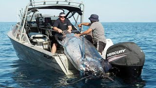 Amazing Fastest Giant Swordfish Fishing Skill  Catching and Processing Hundreds Tons of Sea Urchin [upl. by Vassar531]