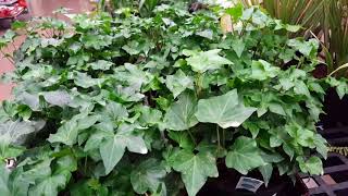 How to rejuvenate and thicken an Ivy Plant  Donna Joshi [upl. by Perdita]