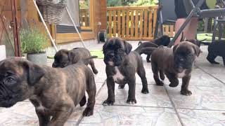 Boxerwelpen  Deutscher Boxer  Puppies  4 Wochen alt 🐶 [upl. by Earej]