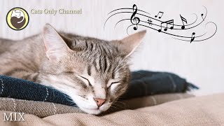 Deep Relaxation Music for Cats with Cat Purring Sounds  Stress and Anxiety Relief [upl. by Akehsay913]