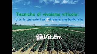 Vivaismo viticolo  tutte le operazioni per ottenere una barbatella [upl. by Noonberg]