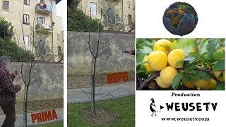 Botanica  Potatura giovane susino e taglio marze per innesto pt 1 pruning grafting [upl. by Avilla]