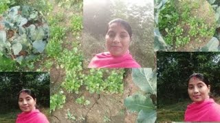 Hello dosto aapne kyari ka video banaye hai aur usme sabjiya dhaniya cauliflower etc [upl. by Leahcim]