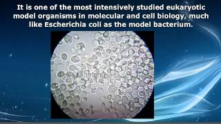 AP Biology  Saccharomyces Cerevisiae [upl. by Jandy848]