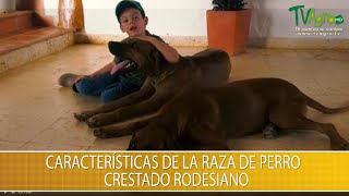 Caracteristicas de la Raza de Perro Crestado Rodesiano TvAgro por Juan Gonzalo Angel Restrepo [upl. by Iggem]