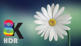 8K VIDEOS  UltraHD HDR 60fps  Blooming Flowers Timelapse [upl. by Odrareg]