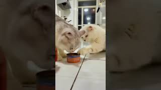 Cute Cats sharing their meal with each other 😻😻 shorts cats [upl. by Gibeon]