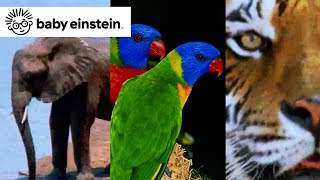 World Animals  Baby Einstein Classics  Learning Show for Toddlers  Kids Cartoons and Music [upl. by Odla]