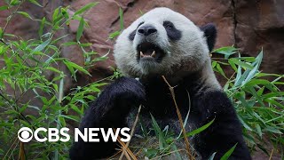 San Diego Zoo welcomes first giant pandas in decades [upl. by Alyssa28]