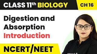 Digestion and Absorption  Introduction  Class 11 Biology [upl. by Eahc]