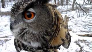 2014 Eurasian Eagle Owl [upl. by Shirah]