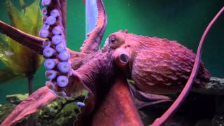 Giant Pacific Octopuses are Extreme [upl. by Ellimac]