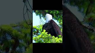 Why do crows attack bald eagles [upl. by Epuladaug]