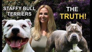 STAFFORDSHIRE BULL TERRIERS  THE TRUTH [upl. by Toogood]