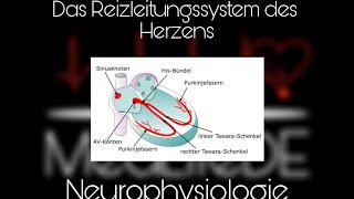 Das Reizleitungssystem des Herzens  Neurophysiologie  Basics EKG  MedLifeDE [upl. by Burman]