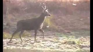 Exclusive wild animalsEndangered Barasingha Swamp Deer [upl. by Chaffinch]