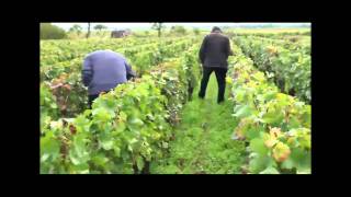 The Vineyards of Gevrey Chambertin in Burgundy  Marchand amp Burch [upl. by Zonnya]