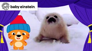 My First Animal Adventure 🦭🐨🦁  New Classics  Baby Einstein  Toddler Learning Show  Kids Music [upl. by Assina398]