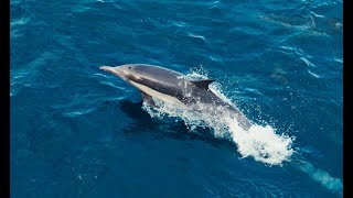 Orca spotted hunting dolphin off San Diego coast [upl. by Harland]