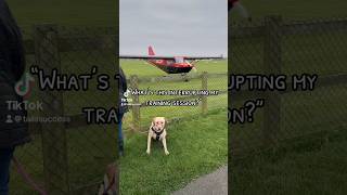 Distractions during Labrador training ✈️ [upl. by Schober]